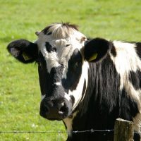 cow-234835_640