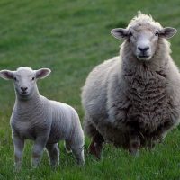 sheep-2625347_640